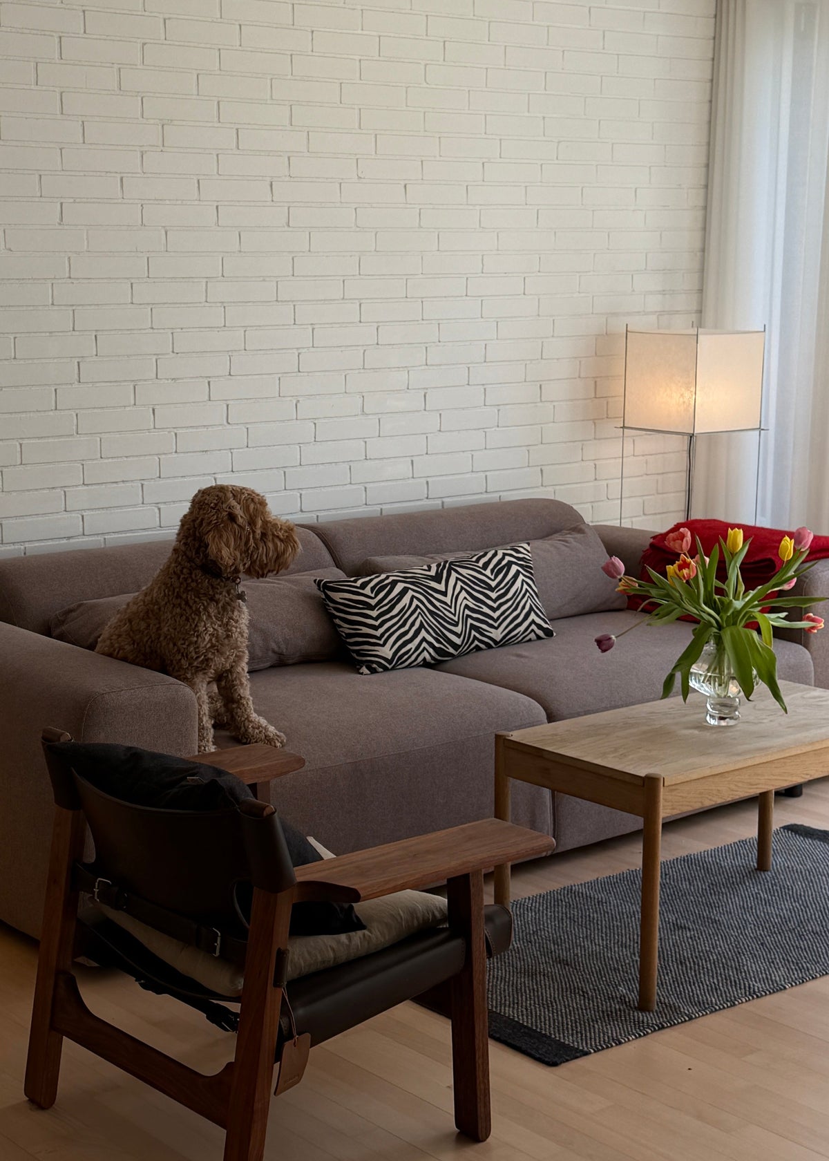 A brown dog sits on a gray fabric sofa in a modern living room with a white brick wall, a wooden coffee table, and a black leather armchair.