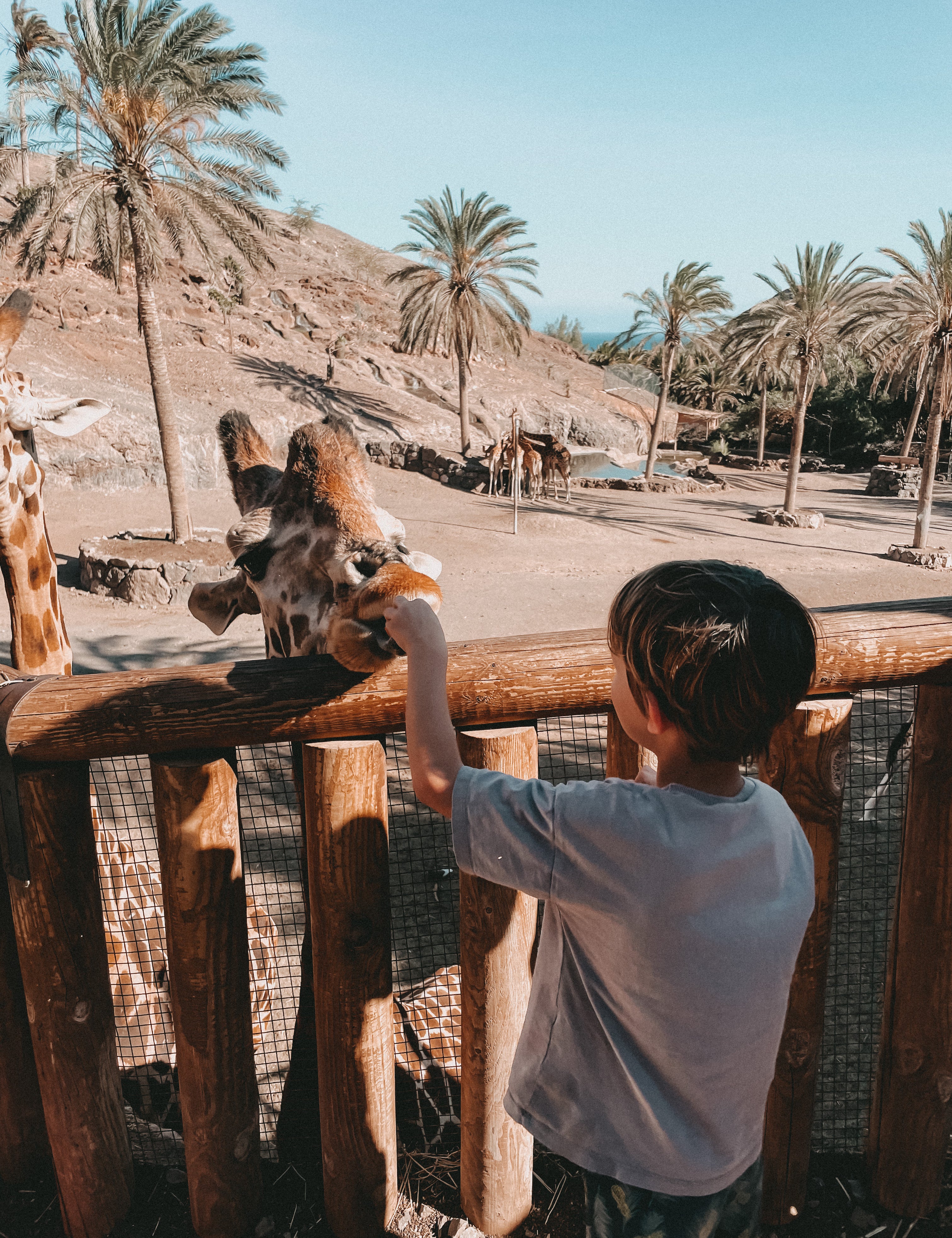 A young boy in a light gray t-shirt reaches over a wooden fence at a zoo to feed a giraffe, with a sandy hill, palm trees, and other animals in the background.