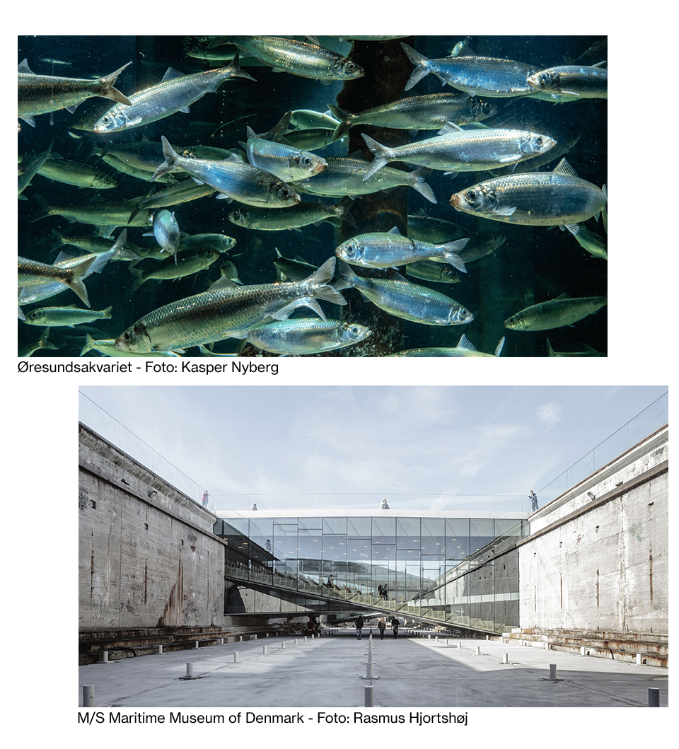 Top: School of fish underwater, Bottom: M/S Maritime Museum of Denmark exterior