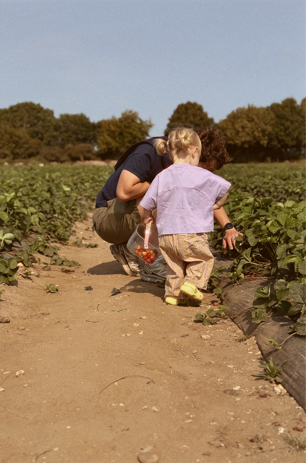 Woman and child walking through a strawberry field holding strawberries.