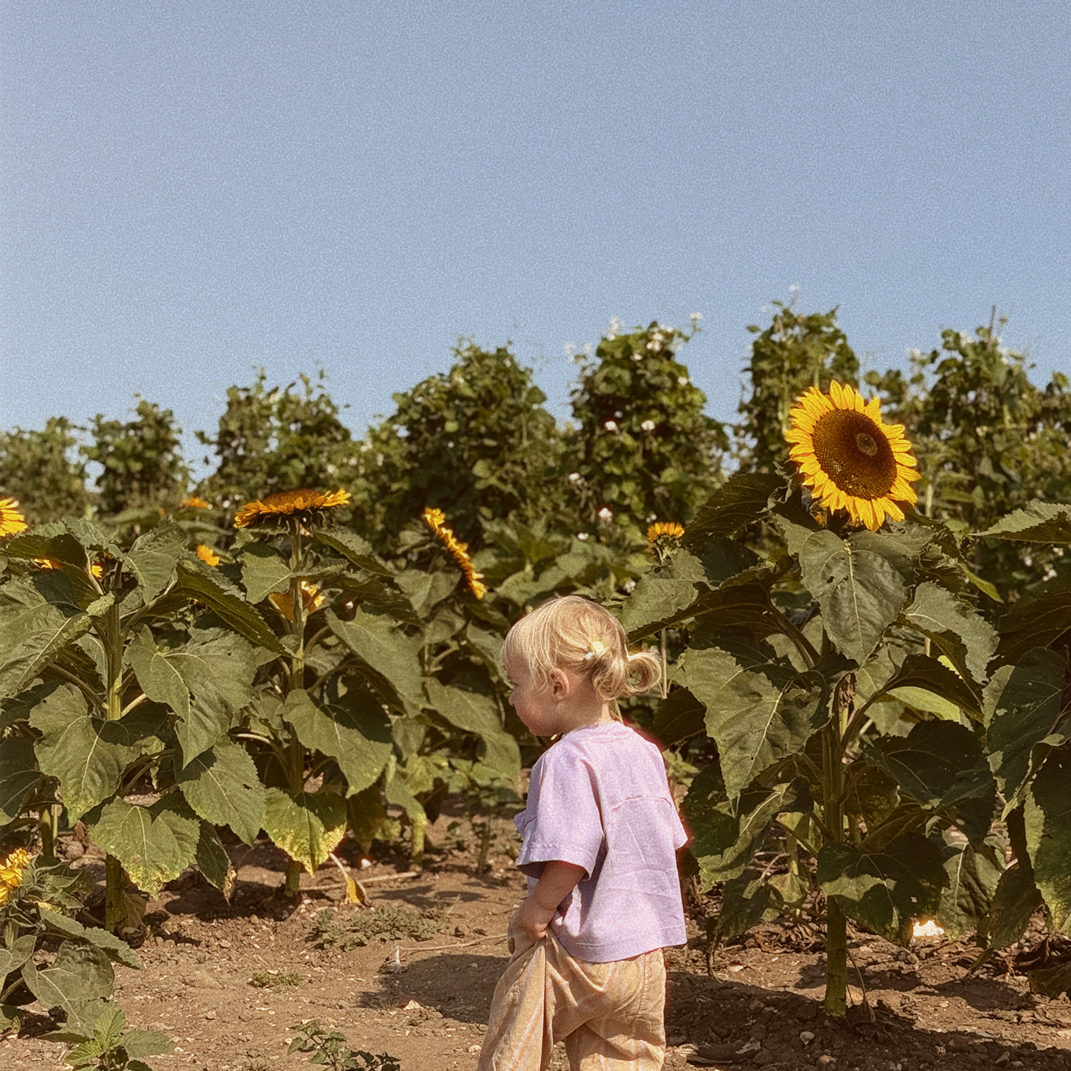 Child walking through a sunflower field on a clear day