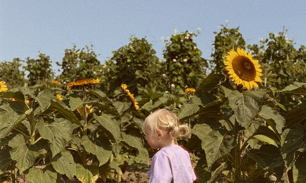 Child walking through a sunflower field on a clear day