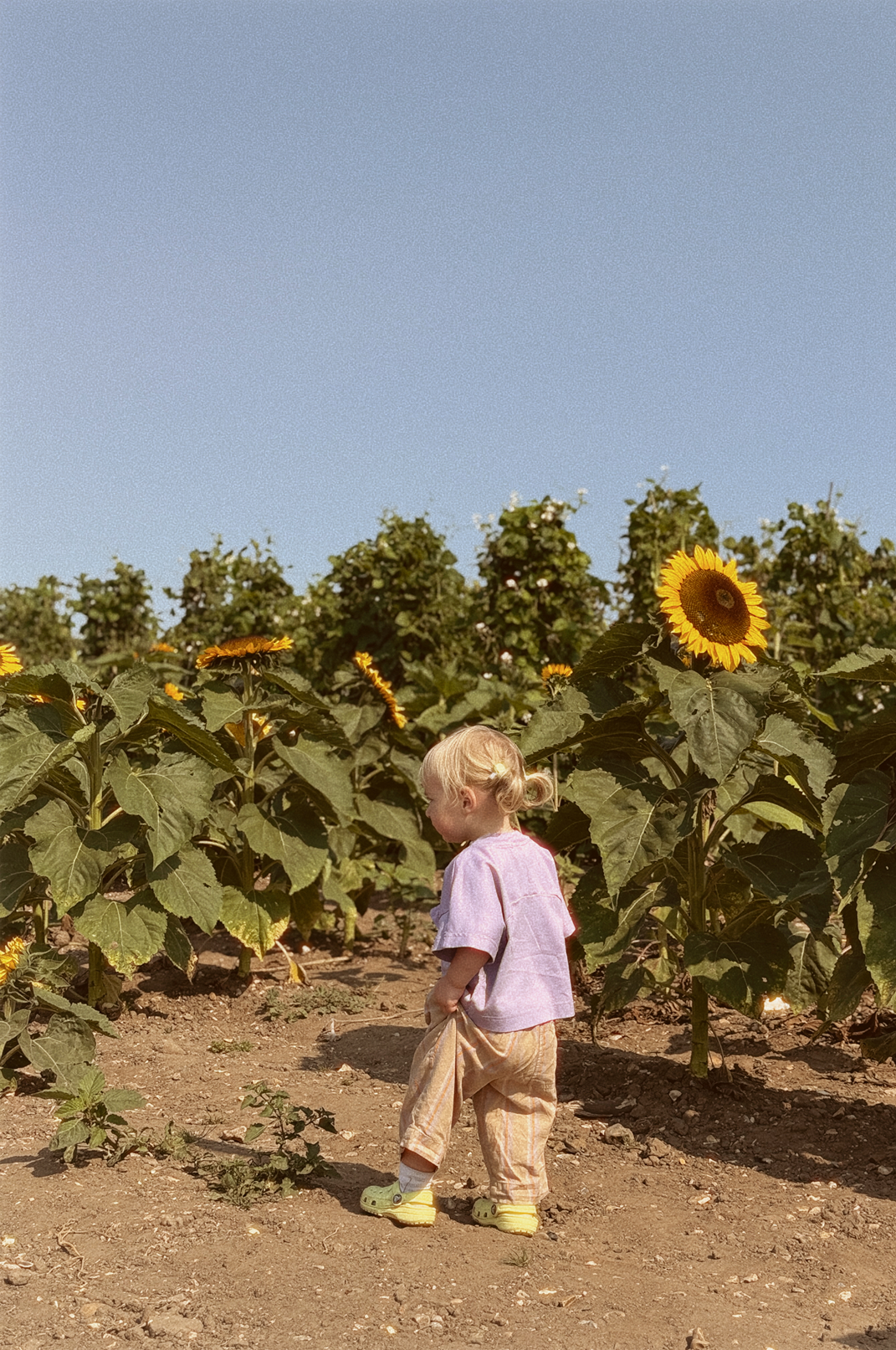 Child walking through a sunflower field on a clear day