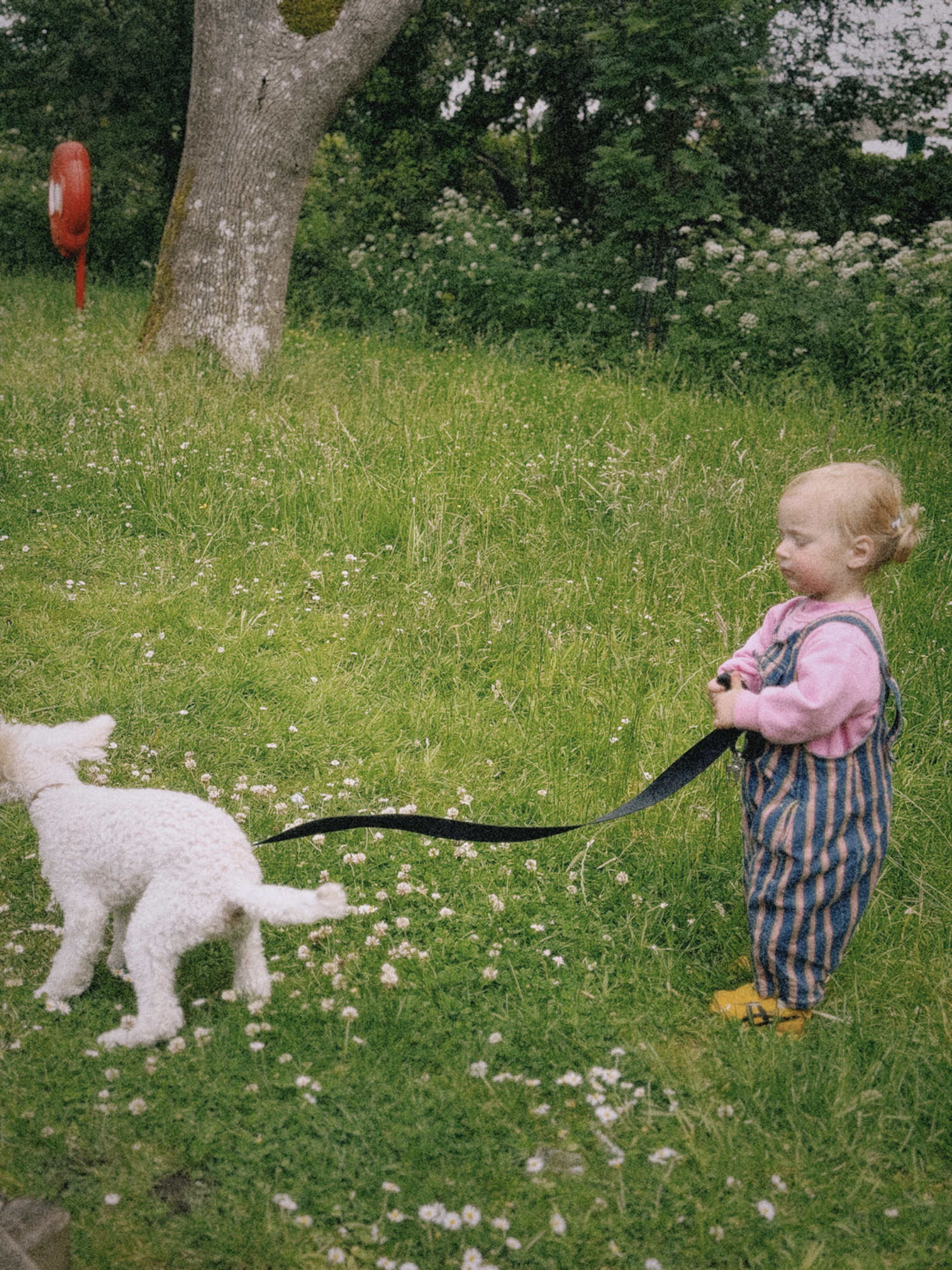 Child holding a dog leash with a white dog on a grassy field