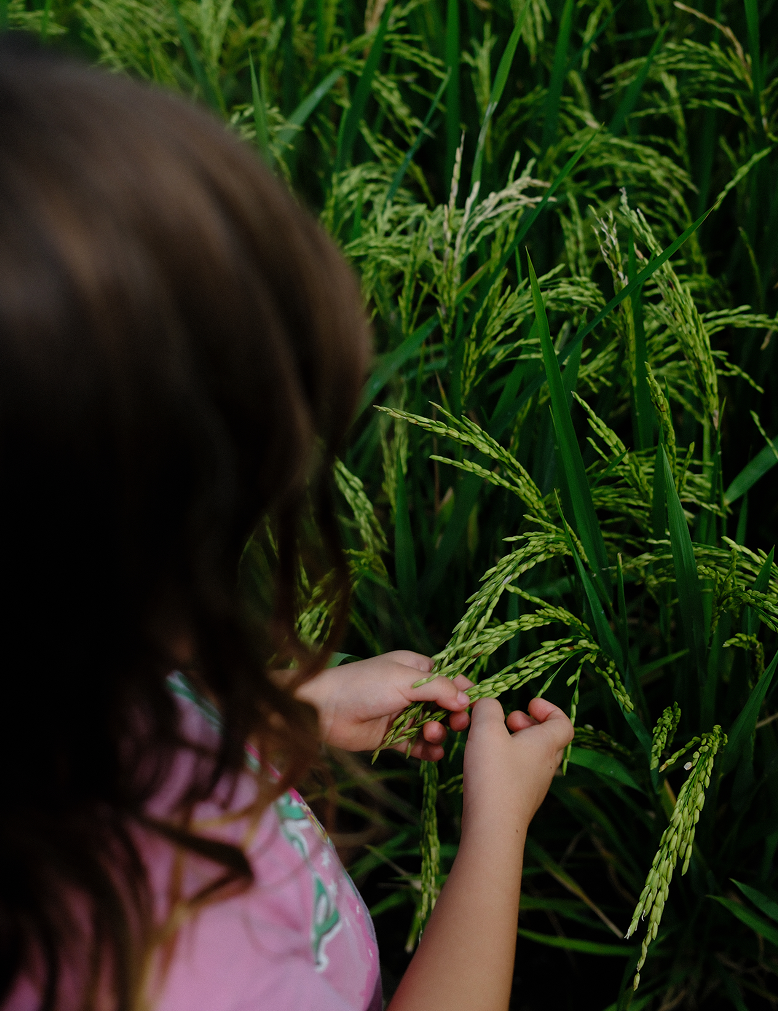 Person holding a plant in a field of greenery