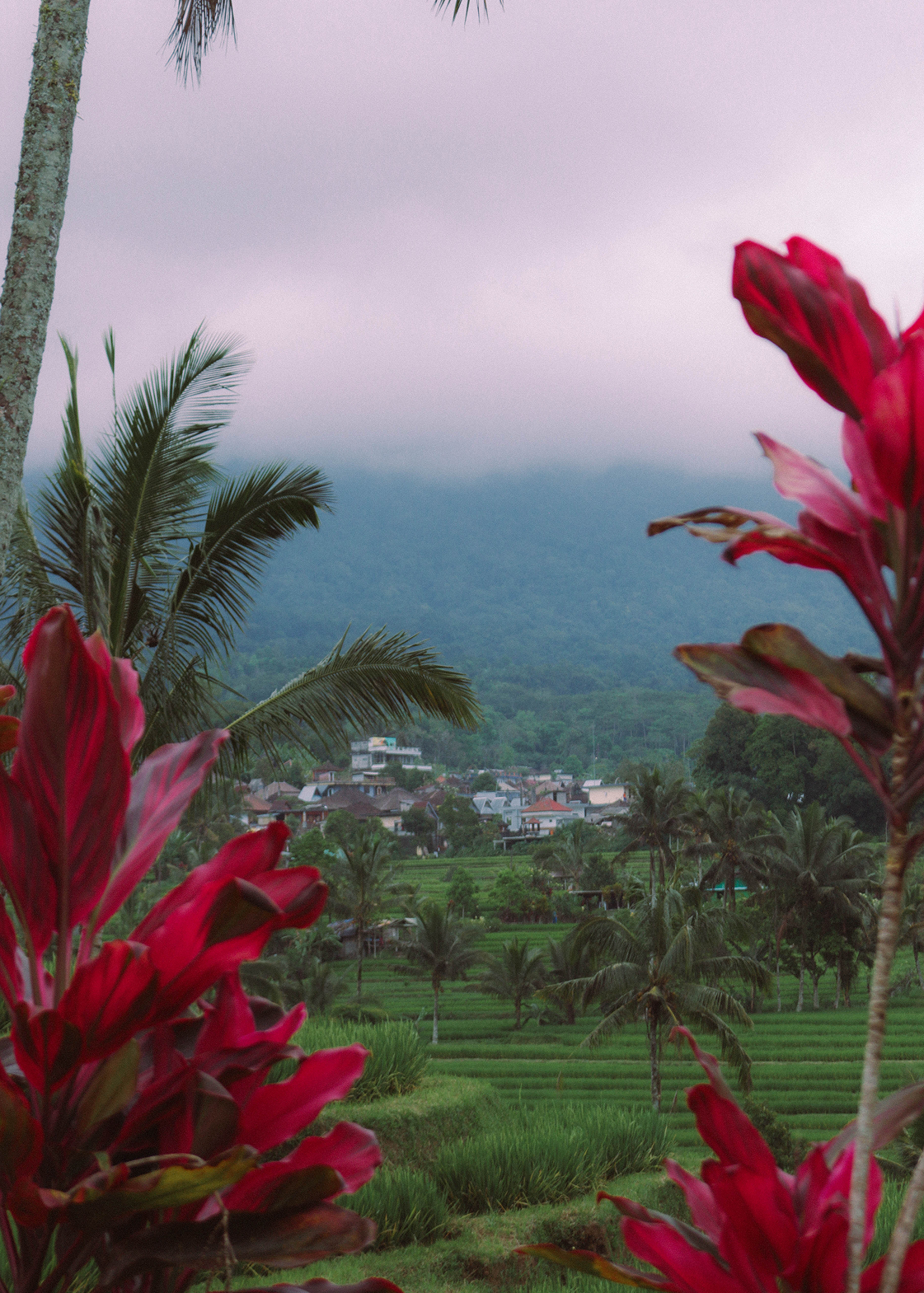 Tropical landscape with red flowers, rice fields, and mountains in the background.